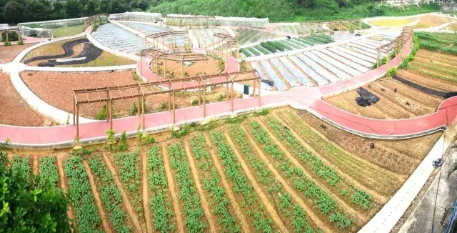 03 正文    高州泗水镇菜农苏敷建每年这个时候都会来到柯木塱赶会